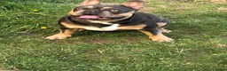 French Bulldog dogs for sale: 2 french bulldogs brother and sister  in Romford - Advert 5