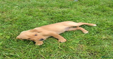 Labrador Retriever dogs - Advert 1