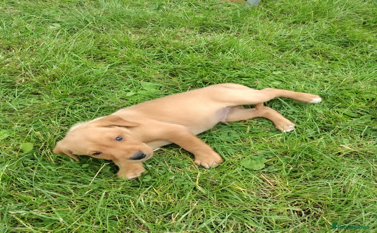 Labrador Retriever dogs - Advert 11