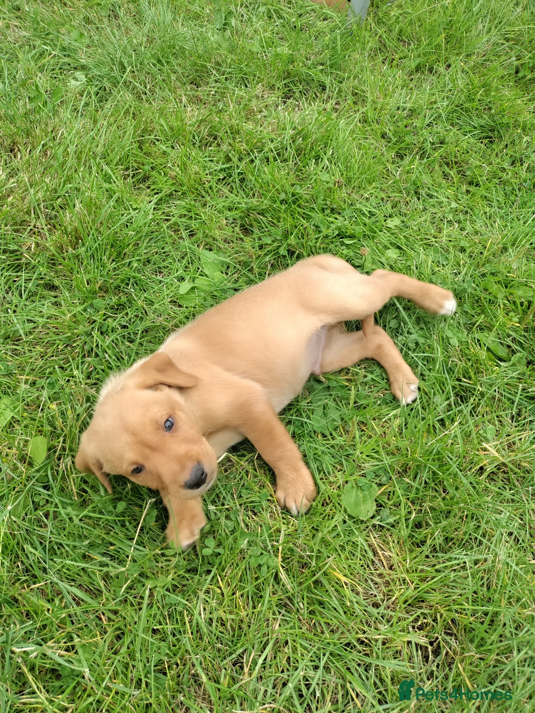 Labrador Retriever dogs for sale: Labrador pups for sale  - Image 2