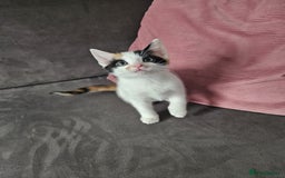Mixed Breed cats for sale: 5 beautiful kittens ready for new loving home  - Image 6