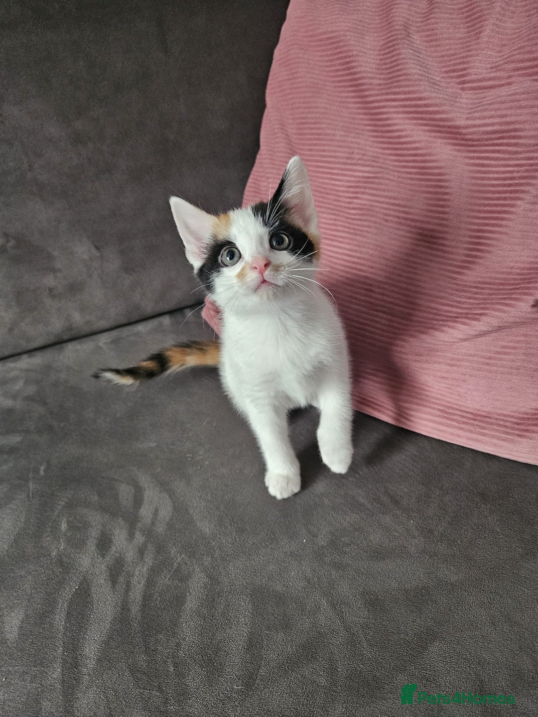 Mixed Breed cats for sale: 5 beautiful kittens ready for new loving home  - Image 6
