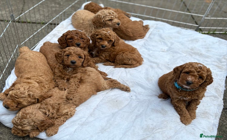 Cockapoo dogs - Advert 3