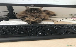 Maine Coon cats for sale: 11 year old Maine coon girl for rehome - Image 21