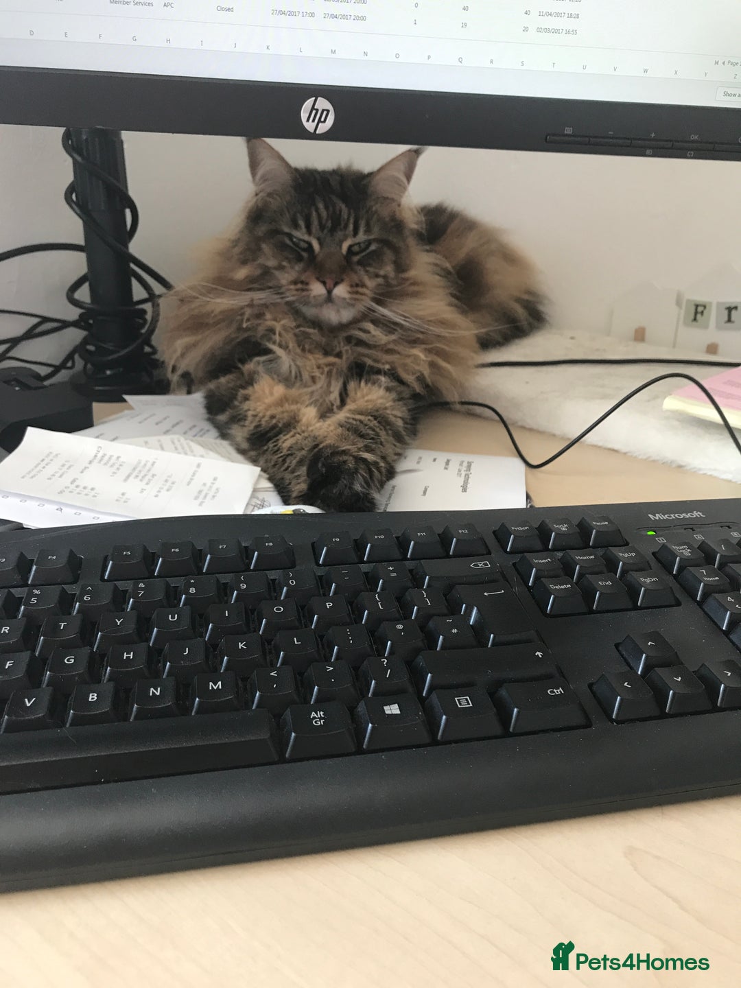 Maine Coon cats for sale: 11 year old Maine coon girl for rehome - Image 21