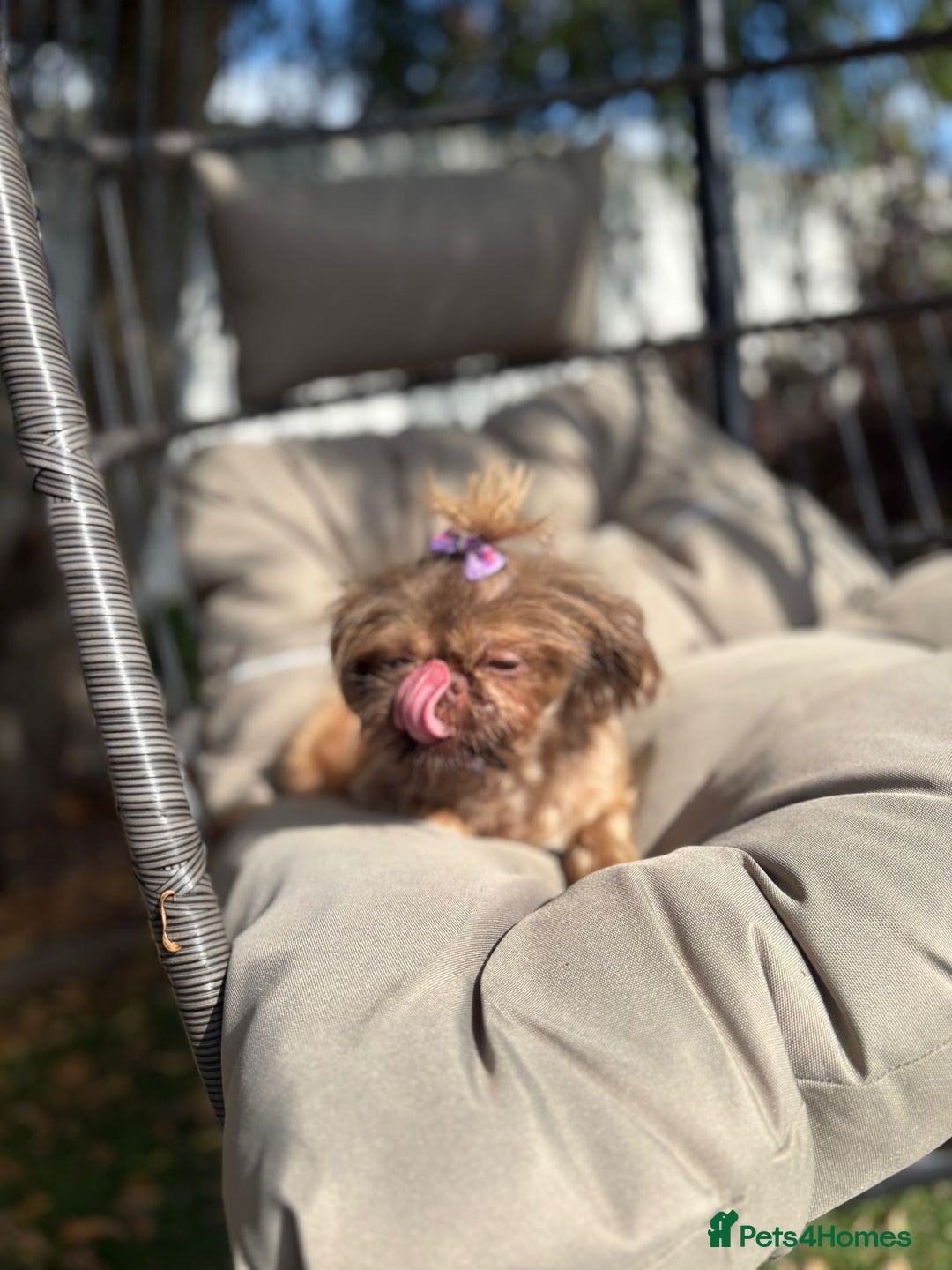 Shih Tzu dogs for sale: Looking for a lovely pawrent… no more heartaches! - Image 3