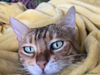 Bengal cats Beautiful Bengal girl - Advert 2