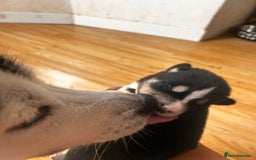 Mixed Breed dogs for sale: Alaskan malamute cross collies puppy's  - Image 10