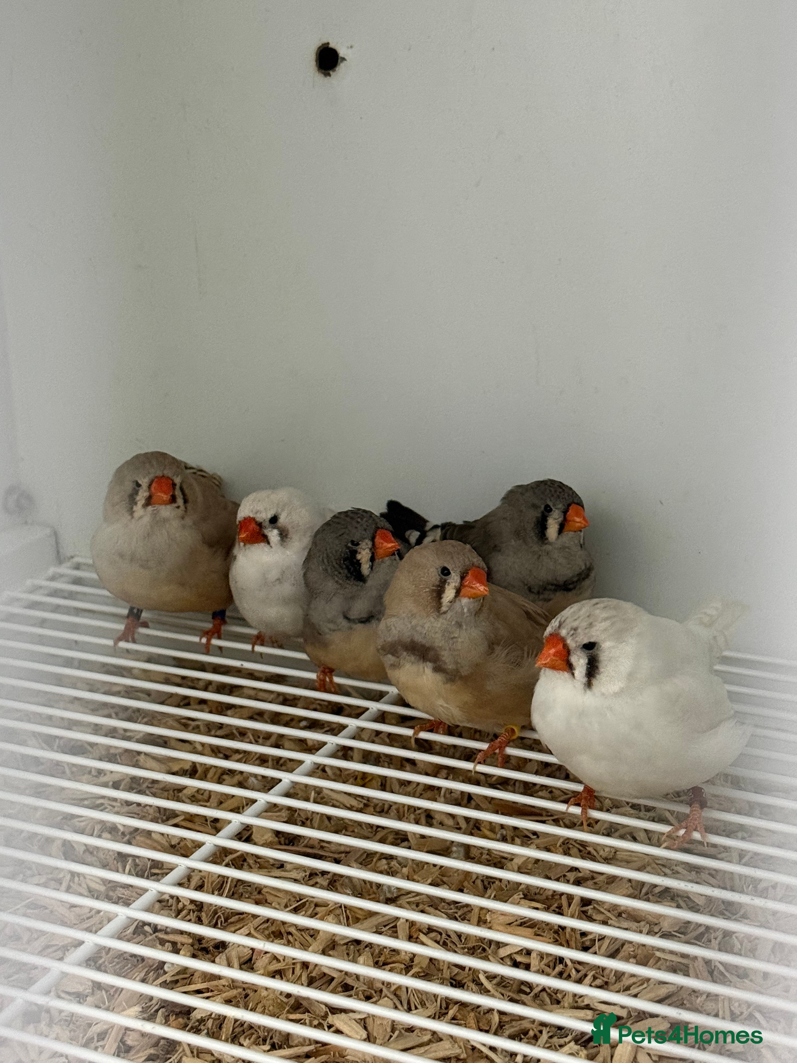 Finches birds Exhibition Zebs 6 pair  - Advert 1