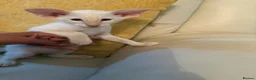 Oriental cats for sale: GCCF Oriental Kittens  - Advert 4