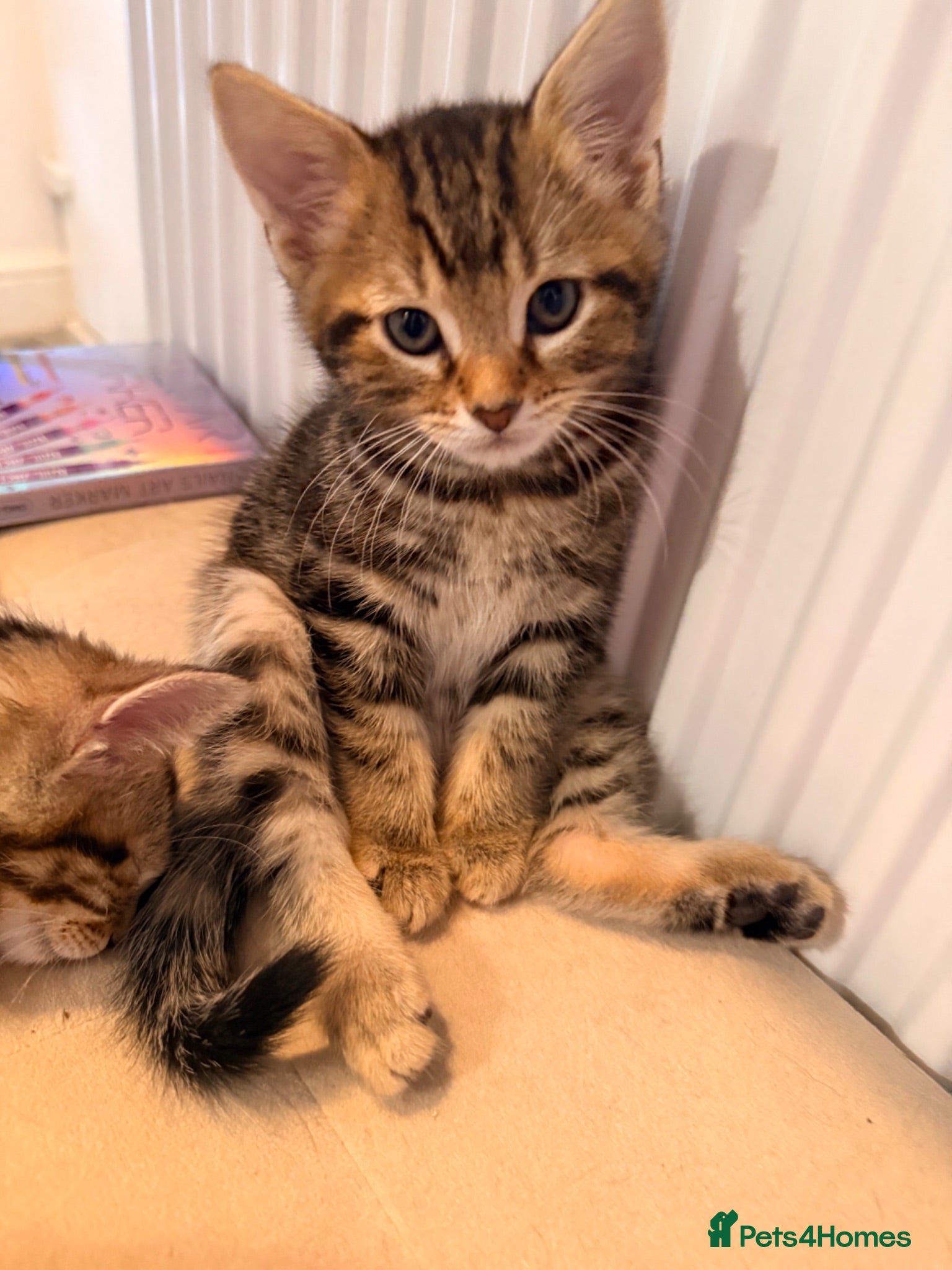 Mixed Breed cats Ready Now! Beautiful tabby kittens  - Advert 1