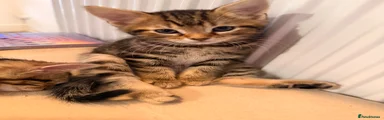 Female kitten (hyein)