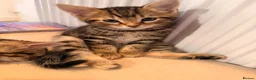 Mixed Breed cats for sale: 2 males left. Can deliver,Ready now.  - Advert 20