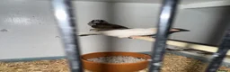 Finches birds for sale: 2026 bengalise finches  - Advert 2