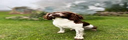 English Springer Spaniel dogs for sale: KC Reg English Springer Spaniel Puppies For Sale - Advert 2