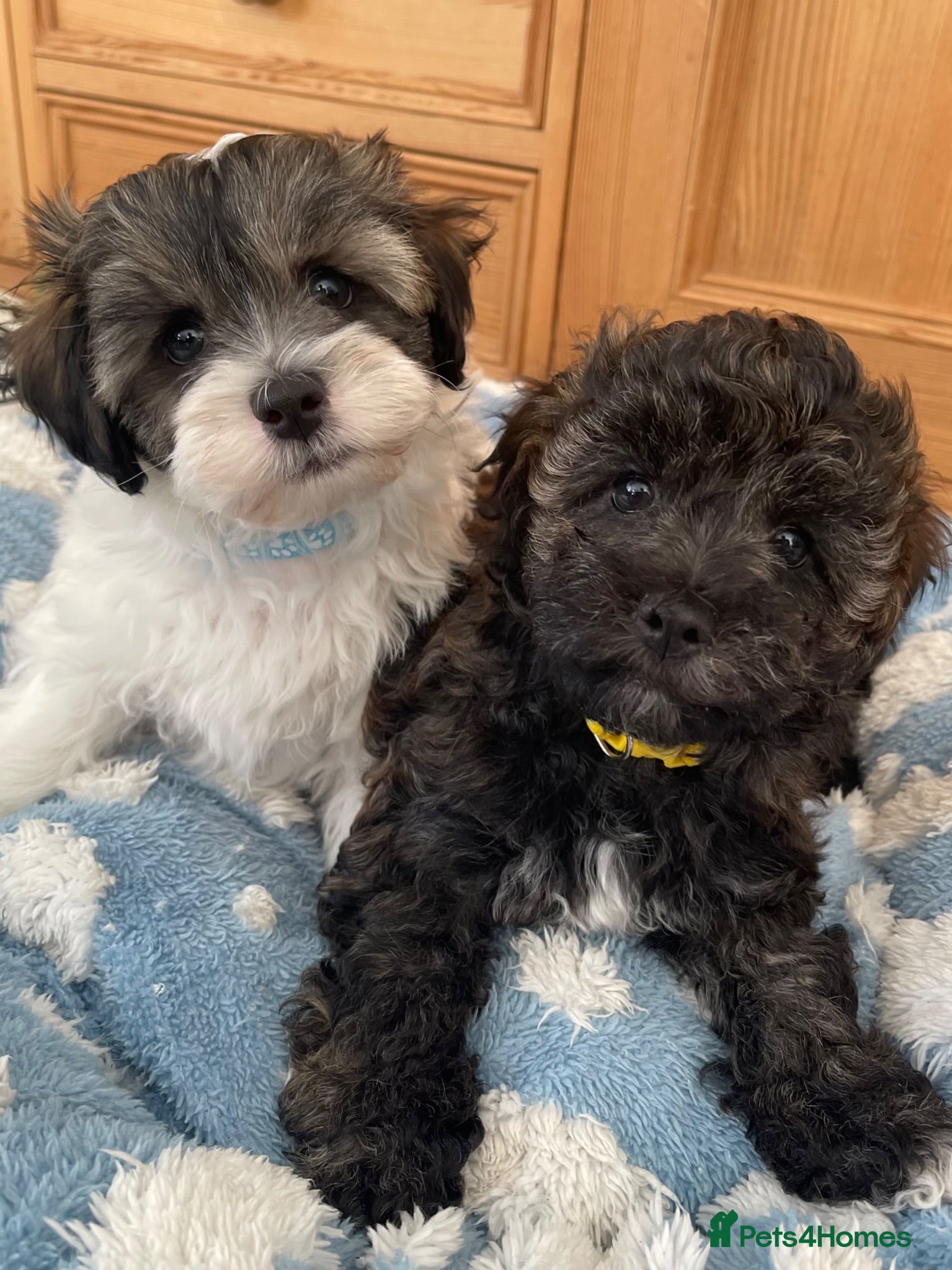 Shihpoo dogs Super Cute Shihpoo Puppies Ready Now  - Advert 13