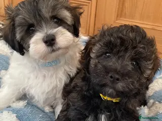 Shihpoo dogs Super Cute Shihpoo Puppies Ready Now - Advert 1
