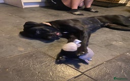 Cane Corso dogs for sale: 16 month old corso bitch - Image 2