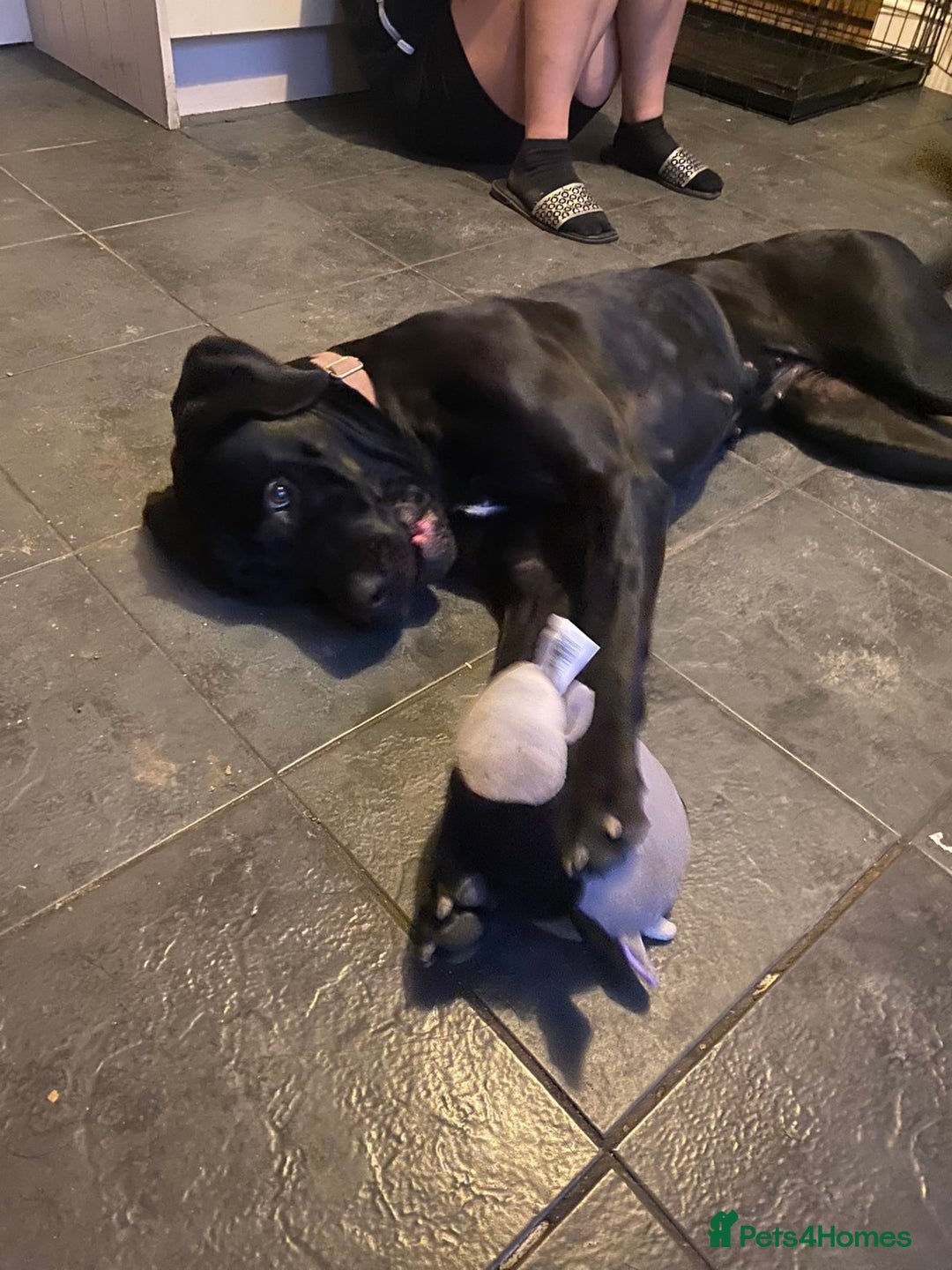 Cane Corso dogs for sale: 16 month old corso bitch - Image 2
