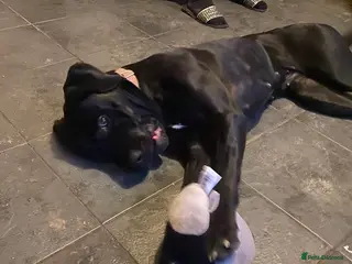 Cane Corso dogs 19 month old corso bitch - Advert 18