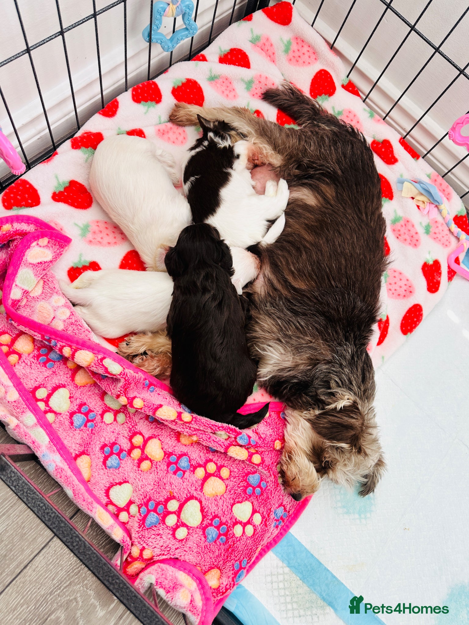 Miniature Schnauzer dogs for sale: 🐾 STUNNING KC REG MINIATURE SCHNAUZER 🐾 - Advert 1