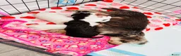 Miniature Schnauzer dogs for sale: 🐾 STUNNING KC REG MINIATURE SCHNAUZER 🐾 - Advert 1