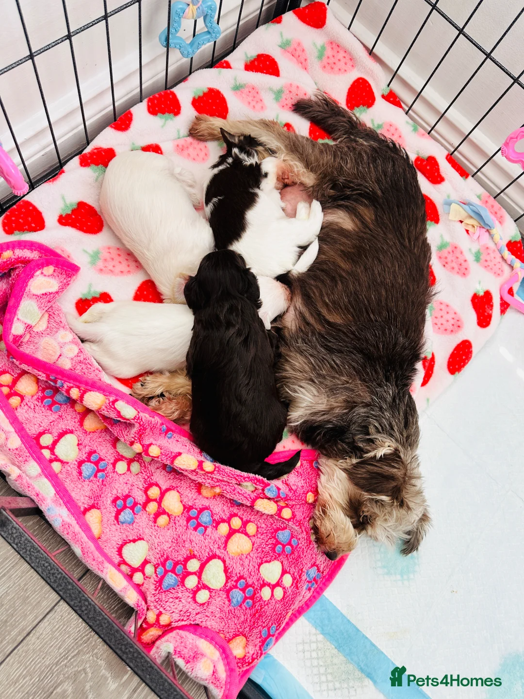 Miniature Schnauzer dogs for sale: 🐾 STUNNING KC REG MINIATURE SCHNAUZER 🐾 - Advert 1