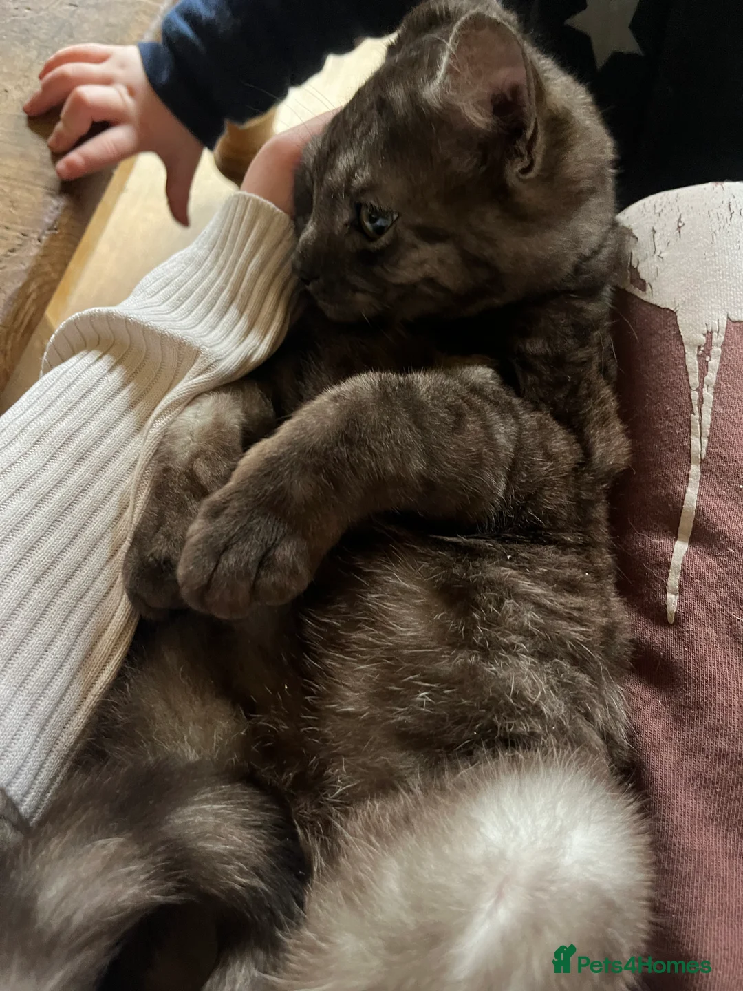 Bengal cats for sale: Bengal kittens  - Advert 15