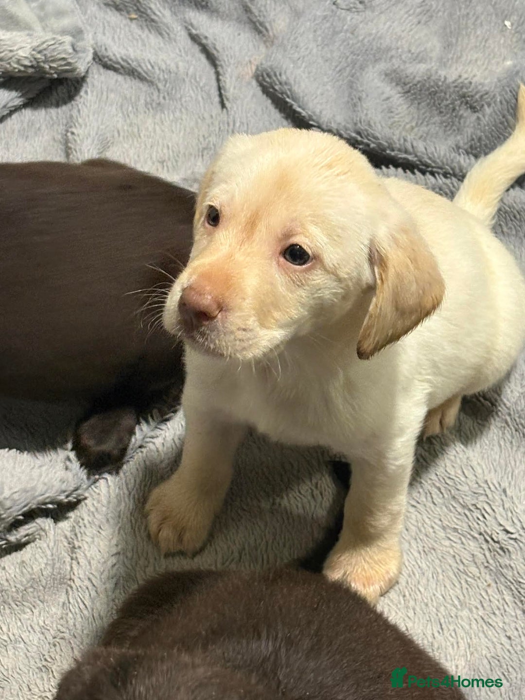 Labradoodle dogs for sale: Beautful labradoodle puppies available for sale  - Advert 17