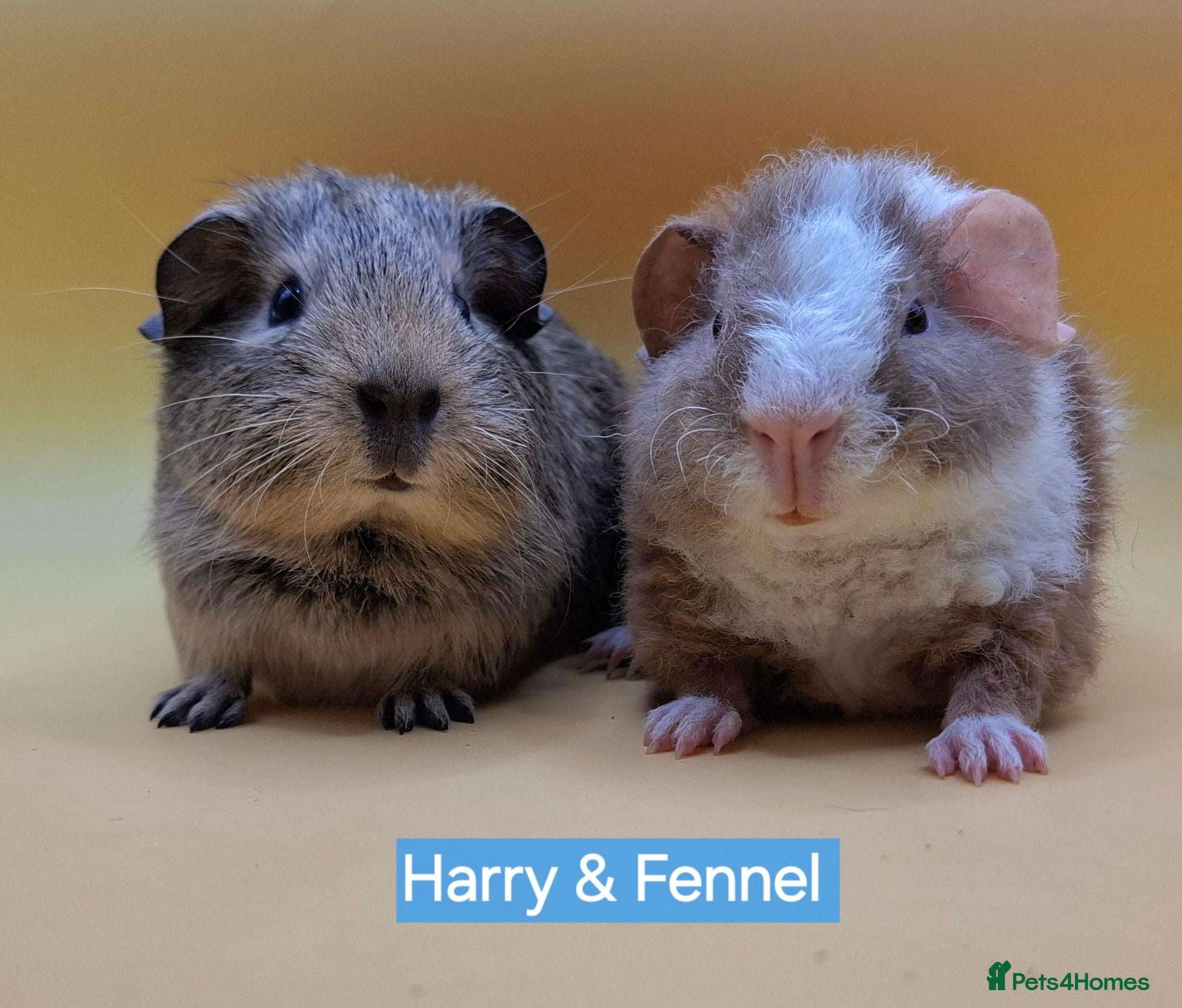 Guinea Pig rodents for sale: Purebred teddy pup & chinchilla cross pup 💙💙 - Advert 16