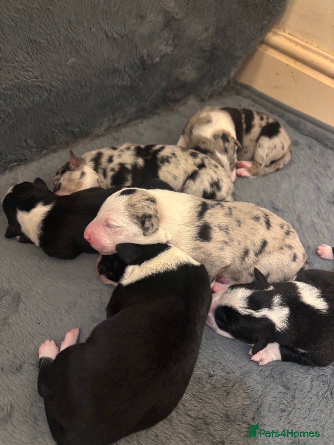 Border Collie dogs for sale: Border collie puppy’s ready to reserve  - Image 2