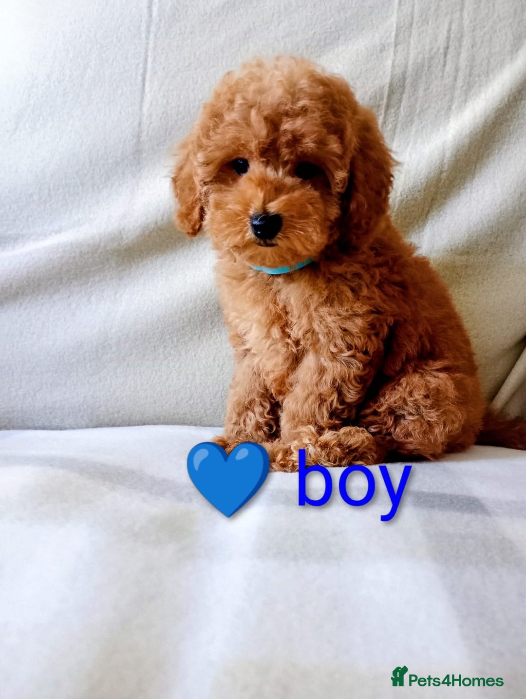 Toy Poodle dogs for sale: Tiny Toy Poodle - Image 8