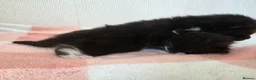 Mixed Breed cats for sale: Two beautiful black and white boy kittens - Advert 7