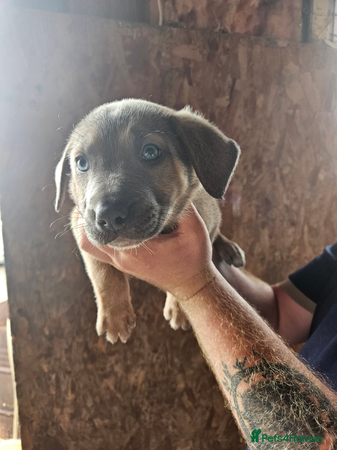 Mixed Breed dogs for sale: Belgian malinois/ border collie  - Image 40