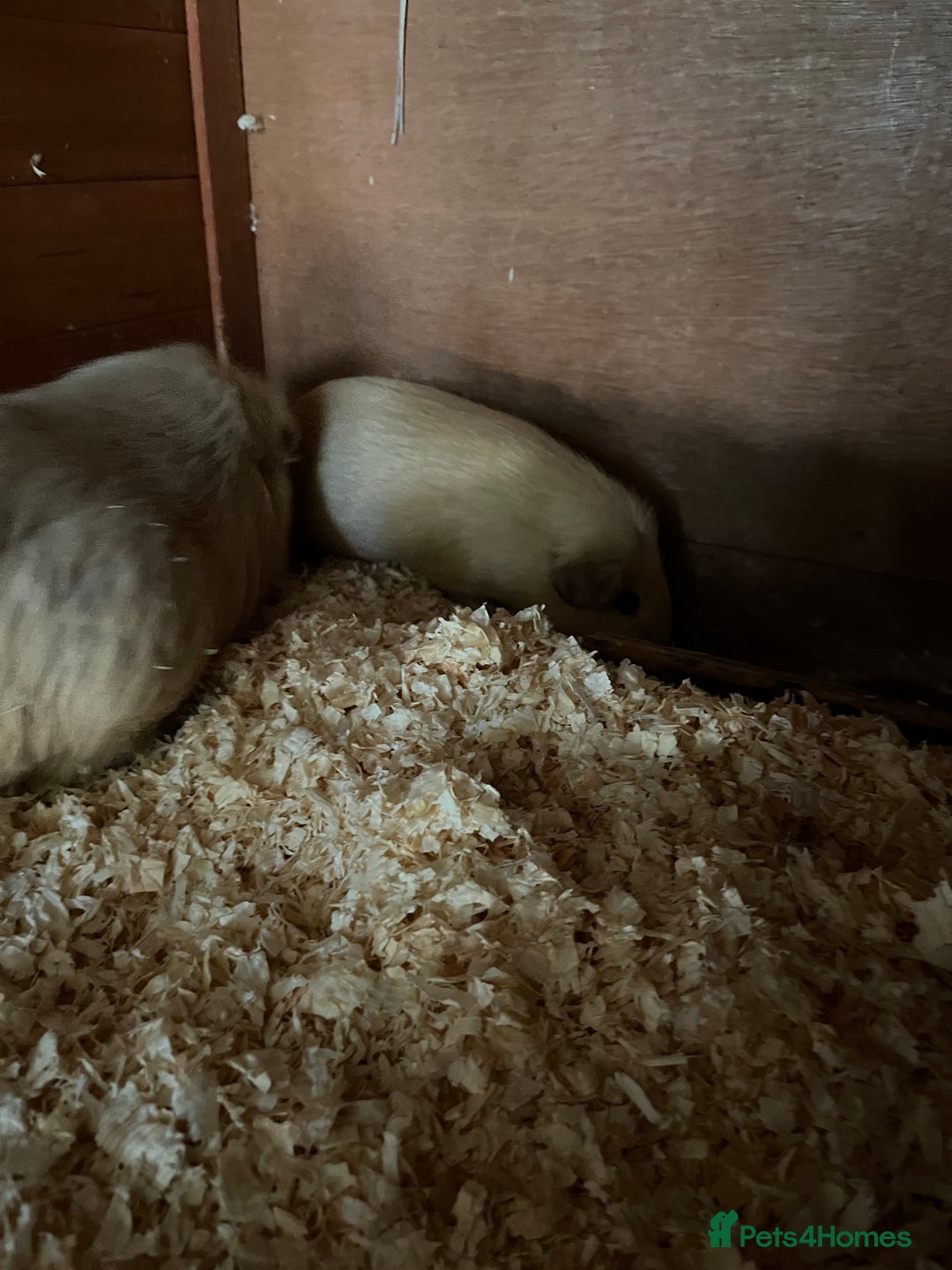 Guinea Pig rodents for sale: Female guinea pigs - Image 3