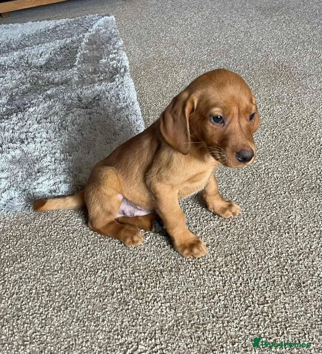 Labrador Retriever dogs for sale: Fox red Labrador puppies  - Advert 2