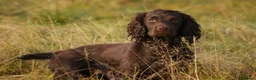 Cocker Spaniel dogs for sale: Excellent pedigree Cocker Pups Farlavale / Rowston - Advert 30
