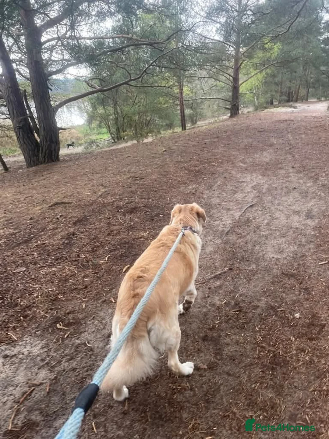 Mixed Breed dogs for adoption: Meet Honey,  currently residing in Guilford  in Guildford - Advert 6