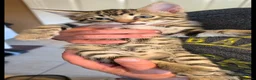 Bengal cats for sale: Beautiful Bengal cross kittens  - Advert 7