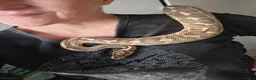 Python Snake reptiles for sale: Various Royal Pythons - Advert 12