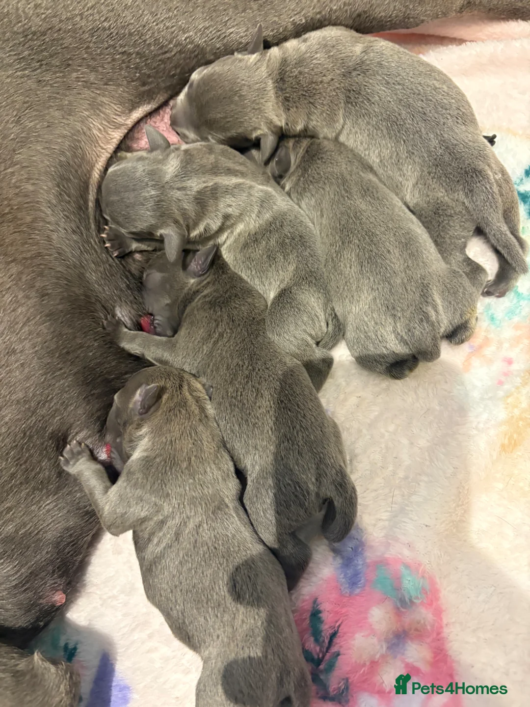 Staffordshire Bull Terrier dogs for sale: Staff pups  in London - Advert 1
