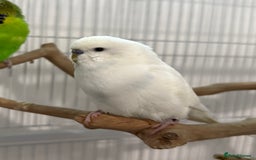 Budgerigars birds for sale: 6 Male Budgies. Tame/ semi-tame. OPEN TO OFFERS - Image 7