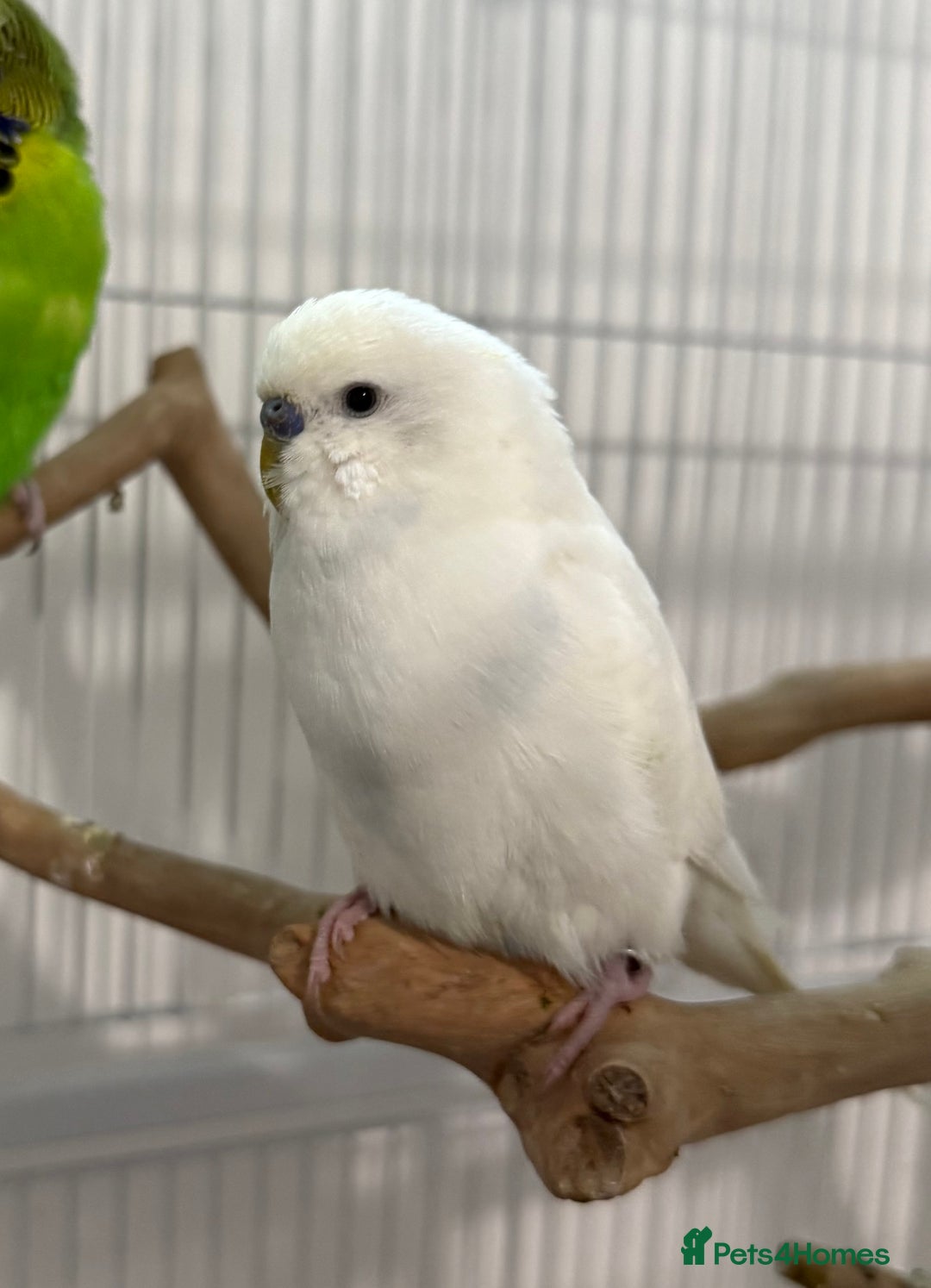 Budgerigars birds for sale: 6 Male Budgies. Tame/ semi-tame. OPEN TO OFFERS - Image 7