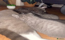 Mixed Breed cats for sale: Cute Fluffy Kittens  - Image 7