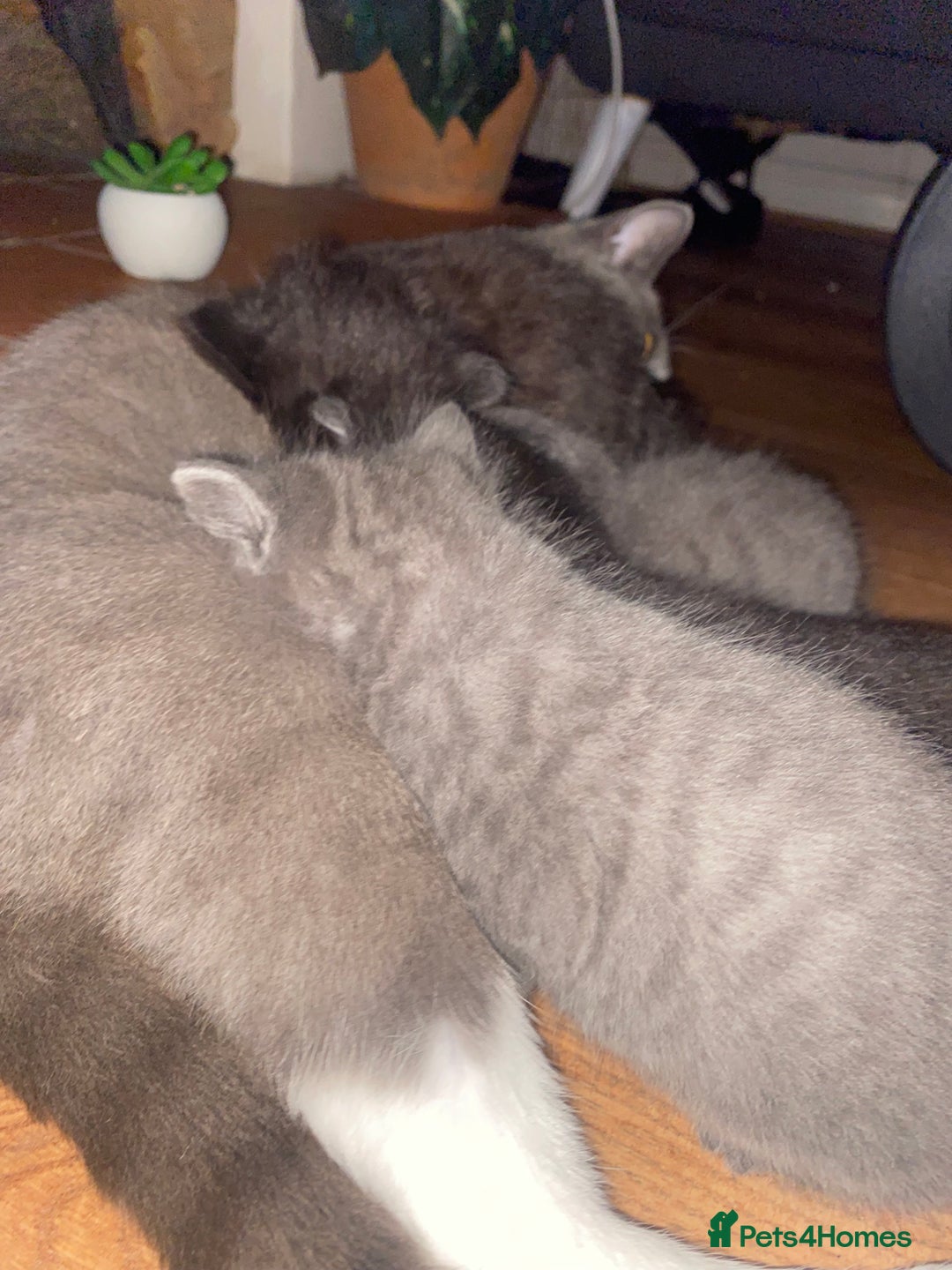 Mixed Breed cats for sale: Cute Fluffy Kittens  - Image 7