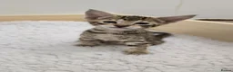 Savannah cats for sale: F8 savannah kittens- TICA registered  - Advert 14