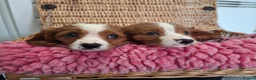 Cavalier King Charles Spaniel dogs for sale: Cavalier king charles pups - Advert 21