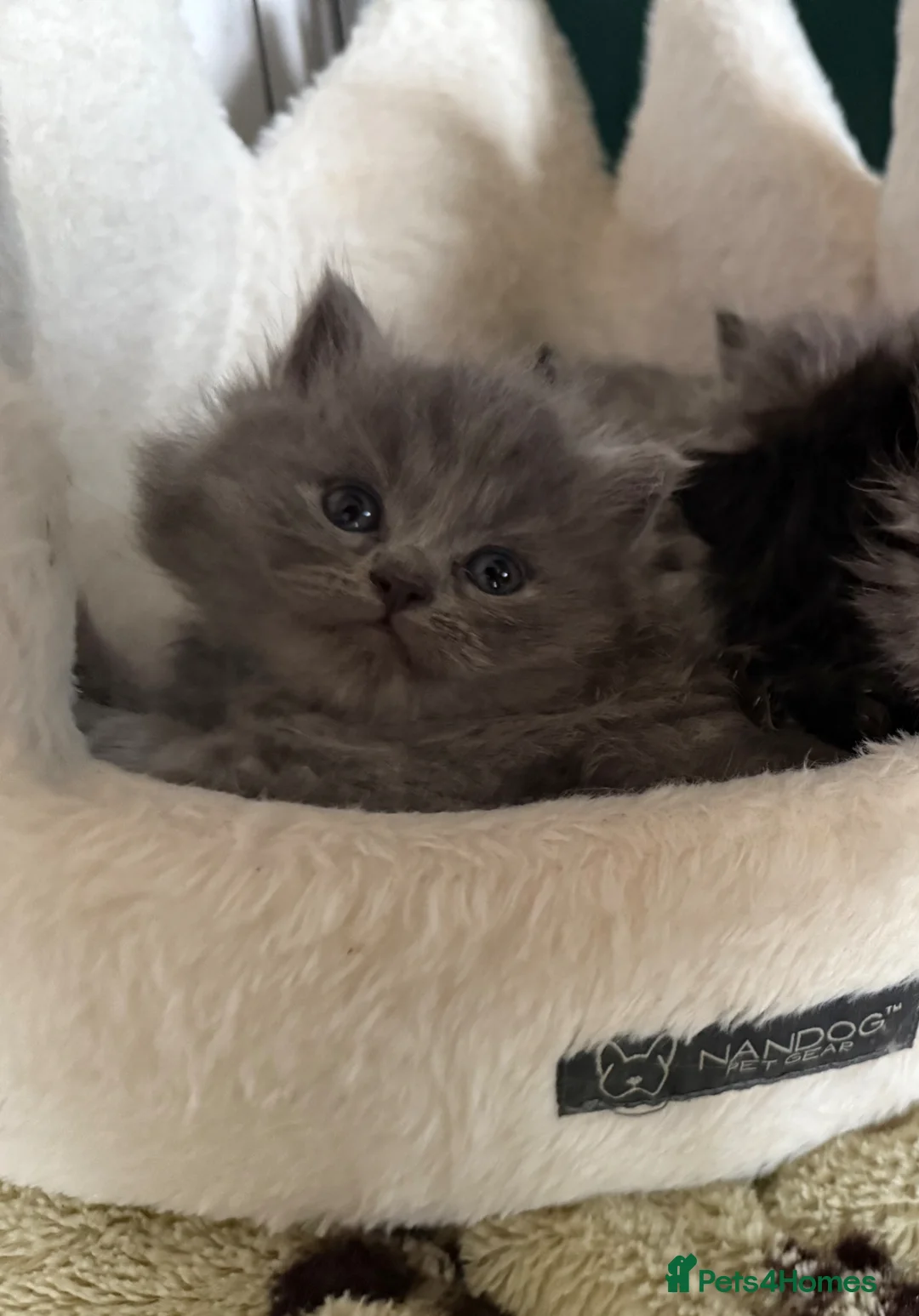 British Longhair cats for sale: Stunning British longhair kittens  in Matlock - Advert 16
