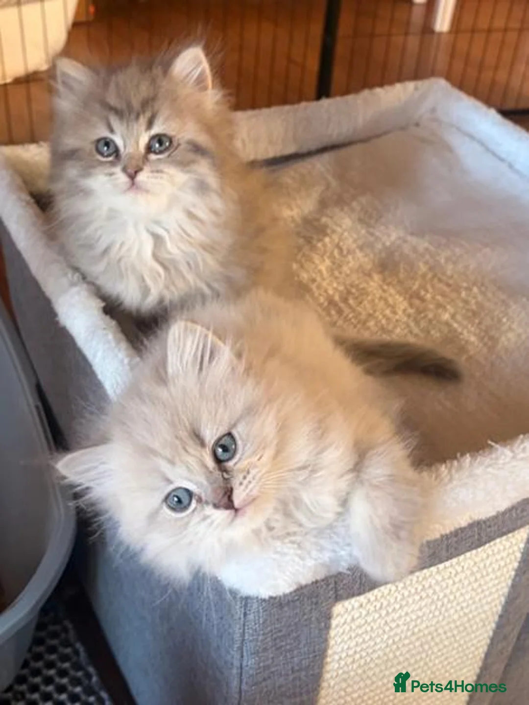 Persian cats for sale:  Gorgeous Persian Doll Face  - Advert 2