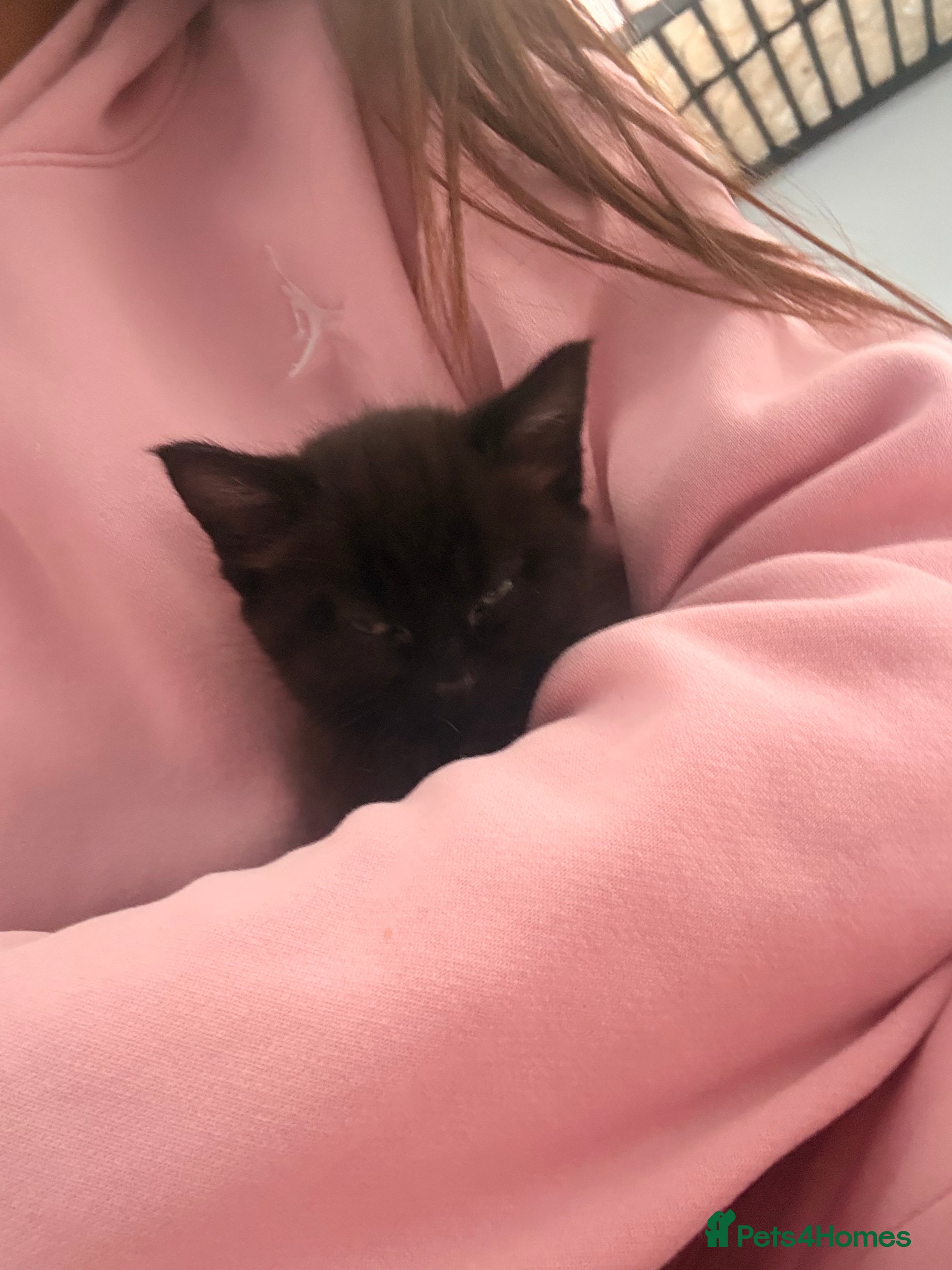 Mixed Breed cats for sale: Kittens for sale. - Advert 14